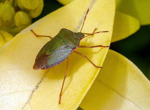Common Green Shieldbug - Palomena prasina, Garden, March 2024
