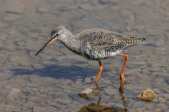 Spotted Redshank - Tringa erythropus, Gloucestershire, April 2024