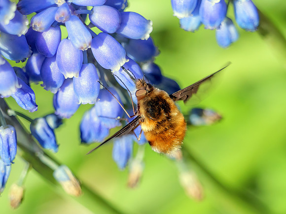 Dark-edged Bee-fly - Bombylius major, Garden, March 2024