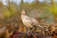 Common Pheasant - , Warwickshire, March 2024