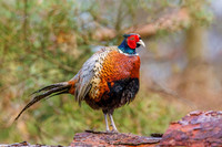 Common Pheasant - , Warwickshire, March 2024
