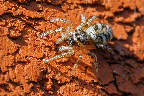 Zebra Spider - Salticus scenicus, Garden, March, 2024