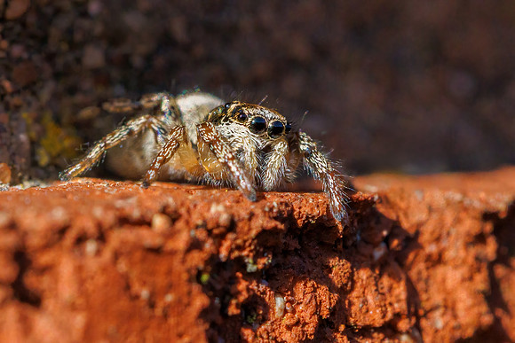 Zebra Spider - Salticus scenicus, Garden, March 2024