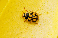 14-spot Ladybird - Propylea quattuordecimpunctata, Garden, April 2024