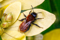 Tawny Mining Bee - Andrena fulva, Garden, April 2024