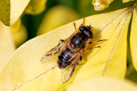 Drone fly - Eristalis pertinax, Garden, April 2024