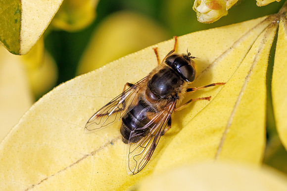 Drone fly - Eristalis pertinax, Garden, April 2024