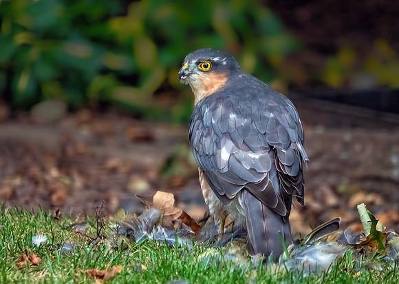 Eurasian Sparrowhawk - Accipiter nisus, Garden, September 2020
