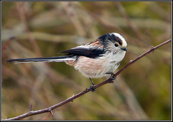 Long-tailed Tit, Upton Warren Moors, 08 February 2012