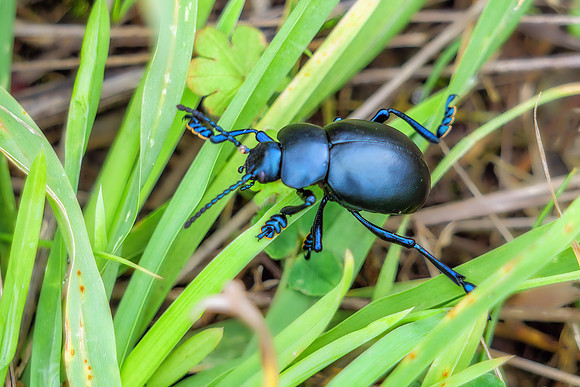 Bloody-nosed Beetle - Timarcha tenebricosa, Norfolk, September 2020