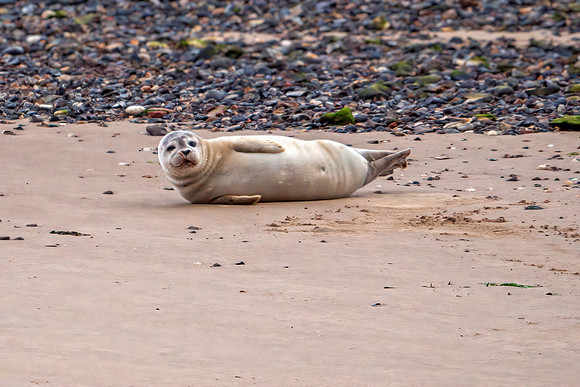 Common Seal - Phoca vitulina, Norfolk, September 2020