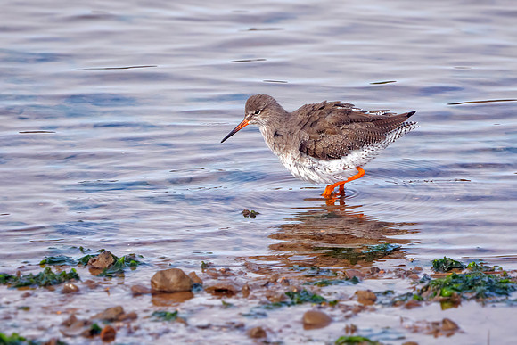 Common Redshank - Tringa totanus, Norfolk, September 2020