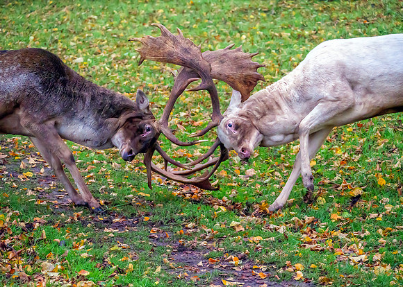 Fallow Deer - Dama dama, Warwickshire, October 2020