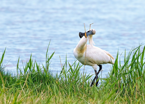 European Spoonbill - Platalea leucorodia, Norfolk, May 2022_Platalea leucorodia