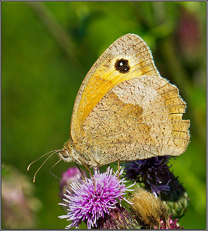Female Meadow Brown, Bromsgrove, 24 July 2011