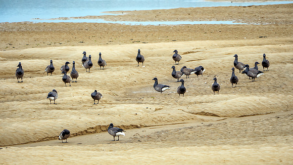 Brent Geese - Branta bernicla Ssp. bernicla, Norfolk, September 2020