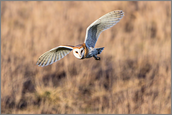 Barn Owl (Tyto alba).