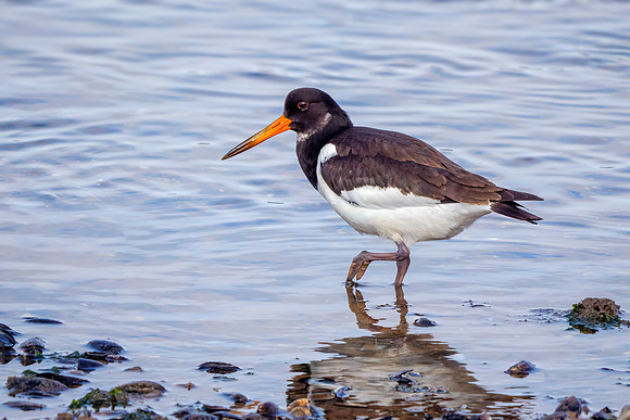 Eurasian Oystercatcher - Haematopus ostralegus, Norfolk, September 2020