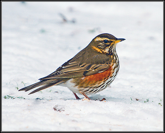 Redwing, Garden, December 2010