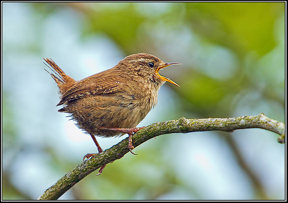 Wren, Upton Warren NR, 07 May 2012
