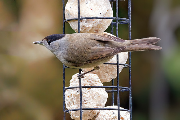 Blackcap - Sylvia atricapilla, Garden, December 2021