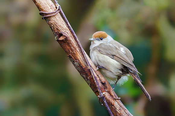 Blackcap - Sylvia atricapilla, Garden, December 2021