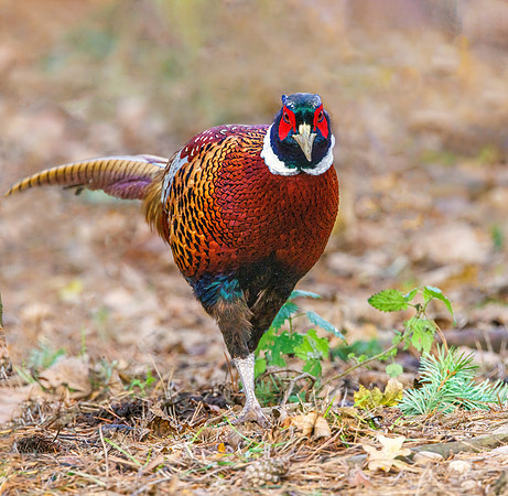 Common Pheasant - Phasianus colchicus, Warwickshire, December 2021