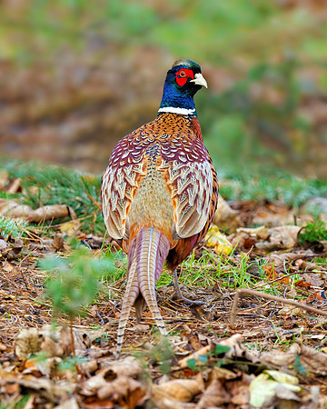 Common Pheasant - Phasianus colchicus, Warwickshire, December 2021