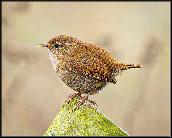 Wren, Upton Warren Moors 12 March 2012