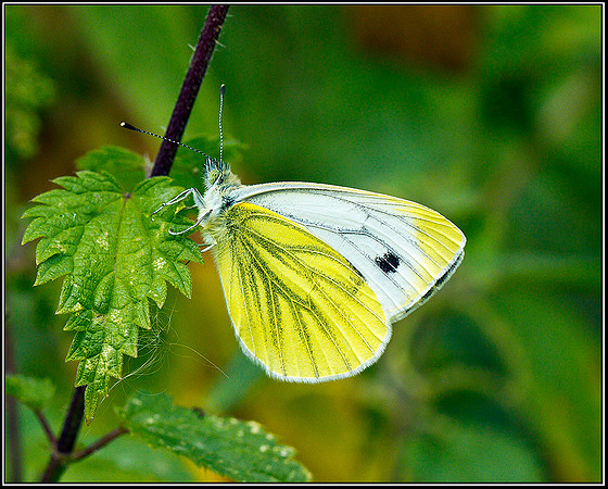 Green-veined White, Upton Warren Moors, 02 September 2011