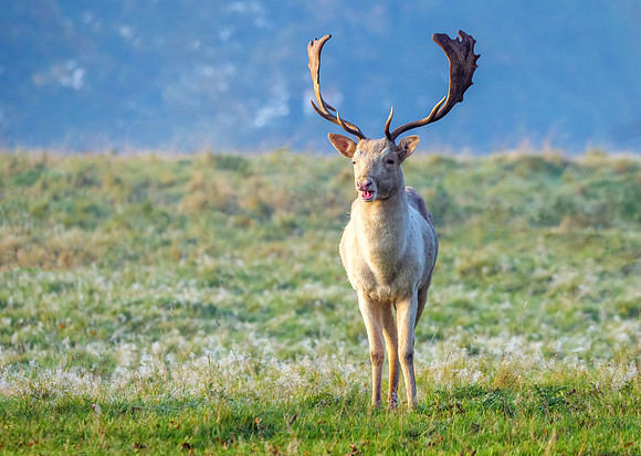 Fallow Deer - Dama dama, Warwickshire, November 2020