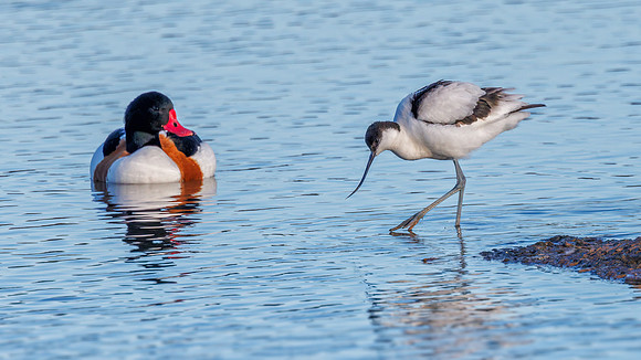 Pied Avocet -Recurvirostra avosetta & Common Shelduck - Tadorna tadorna, December 2021_9Y0A4101