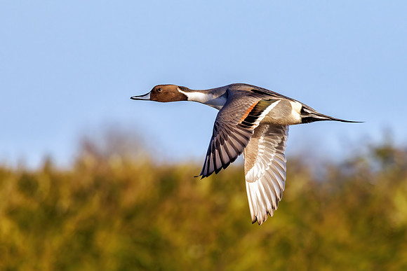 Northern Pintail - Anas acuta, Slimbridge WWT, December 2021