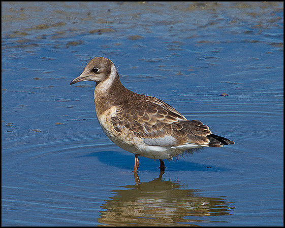 Black-headed Gull, Upton Warren Flashes, June 2010
