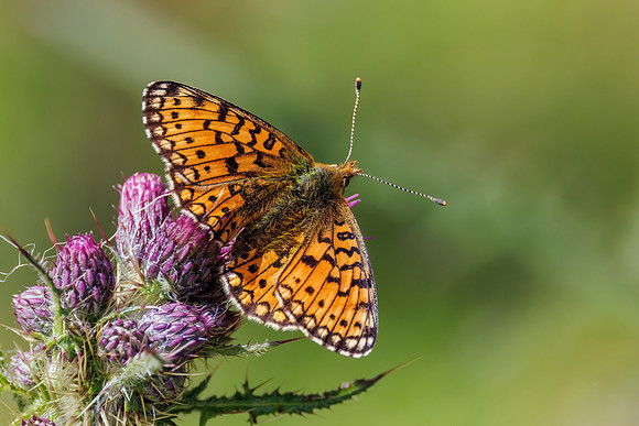 Small Pearl-bordered Fritillary - Boloria selene, Wales, June 2022