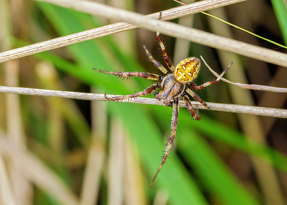 4-spot Orb Weaver  - Araneus quadratus, Charlecote Park, August 2020