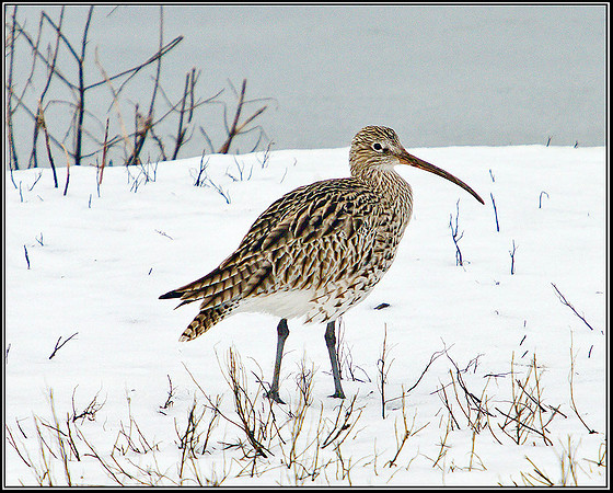 Curlew, Upton Warren Moors, 06 February 2012