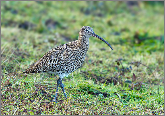 Curlew (Numenius arquata), Upton Warren, January 2014