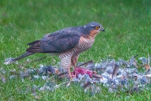 Eurasian Sparrowhawk - Accipiter nisus,, Garden, December 2020