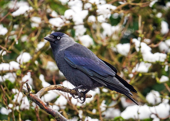 Western Jackdaw - Corvus monedula, Garden, December 2020