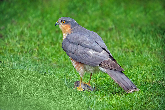 Eurasian Sparrowhawk - Accipiter nisus, Garden, January 2021