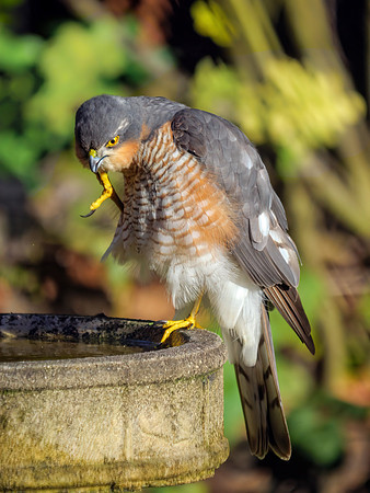 Eurasian Sparrowhawk - Accipiter nisus, Garden, January 2021