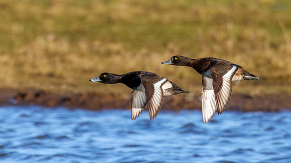 Tufted Ducks - Aythya fuligula, Slimbridge WWT, January 2022