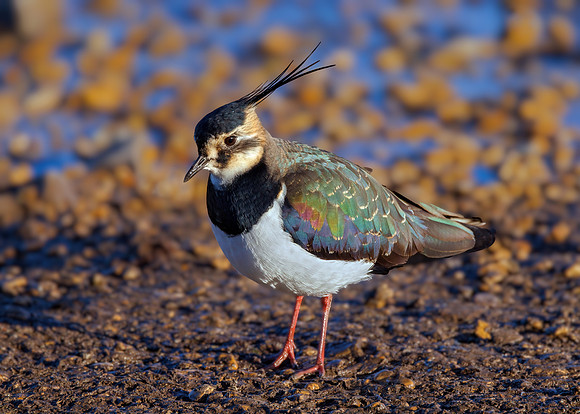 Northern Lapwing - Vanellus vanellus, Slimbridge WWT, January 2022
