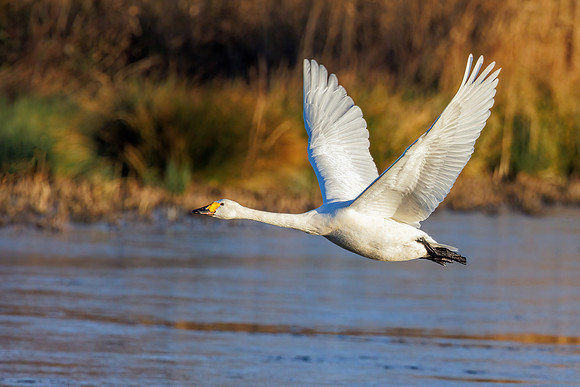 Bewick's Swan - Cygnus columbianus bewickii, Slimbridge WWT, January 2022