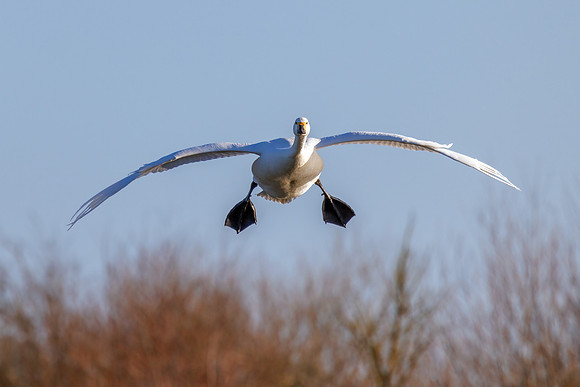 Bewick's Swan - Cygnus columbianus bewickii, Slimbridge WWT, January 2022