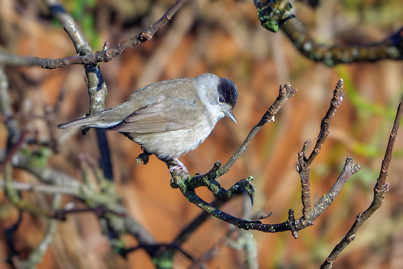 Blackcap - Sylvia atricapilla, Garden, January 2021