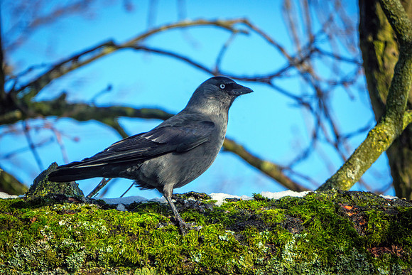 Western Jackdaw - Corvus monedula, Garden, January 2021