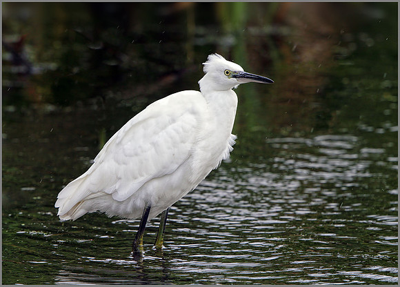 Little Egret (Egretta garzetta), Upton Warren, October 2014