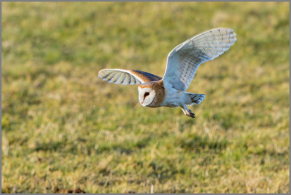 Barn Owl (Tyto alba).